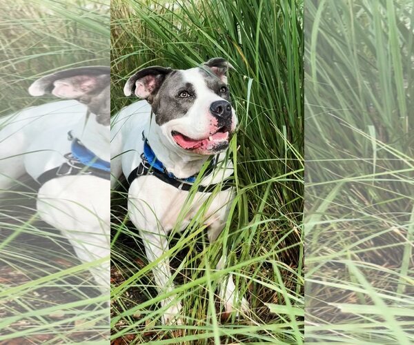 Medium Photo #5 American Bulldog Puppy For Sale in Pompano Beach , FL, USA