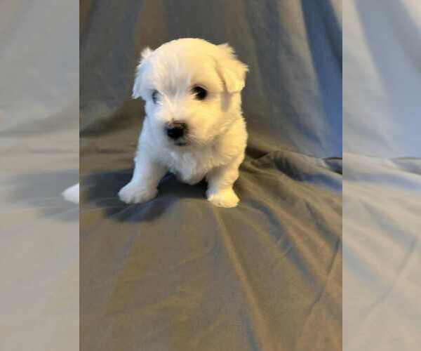 Medium Photo #1 Coton de Tulear Puppy For Sale in TIMBER, OR, USA