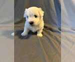 Puppy Apollo Coton de Tulear