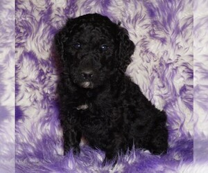 Labradoodle Puppy for sale in LA HABRA, CA, USA