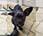 Small Boxerhuahua