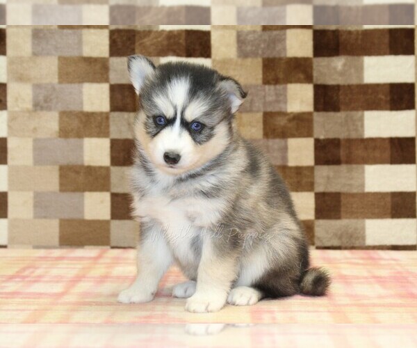 Medium Photo #1 Pomsky Puppy For Sale in DENVER, PA, USA