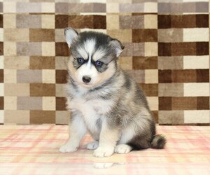 Pomsky Puppy for sale in DENVER, PA, USA
