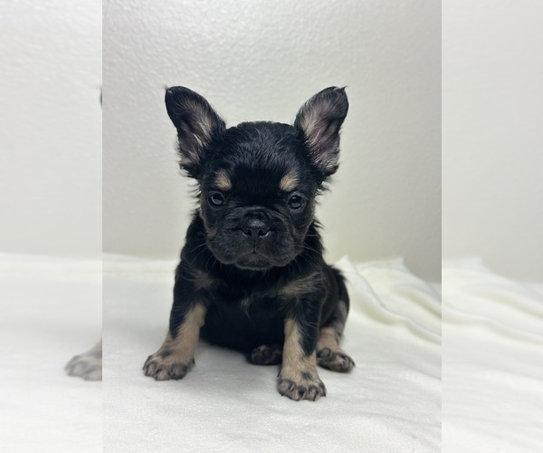 Medium Photo #13 French Bulldog Puppy For Sale in LOS ANGELES, CA, USA