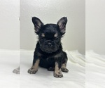 Small #12 French Bulldog