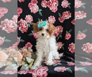 Poodle (Toy) Puppy for sale in LANCASTER, PA, USA