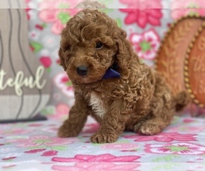 Poodle (Toy) Puppy for sale in LANCASTER, PA, USA