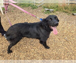 Medium Border Collie-Great Pyrenees Mix