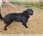 Small Border Collie-Great Pyrenees Mix