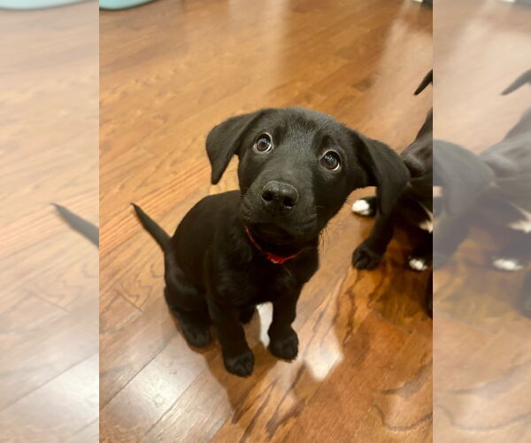 Medium Photo #4 Labrador Retriever-Unknown Mix Puppy For Sale in Mooresville, NC, USA