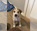 Small Photo #2 Border Collie-Unknown Mix Puppy For Sale in OKLAHOMA CITY, OK, USA
