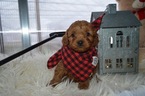 Small Photo #2 Cavapoo Puppy For Sale in HONEY BROOK, PA, USA