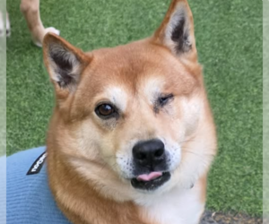 Mutt Dogs for adoption in San Ramon, CA, USA