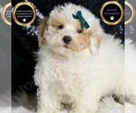 Small #4 Poodle (Miniature)