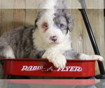 Puppy 5 Bernedoodle-Miniature Australian Shepherd Mix