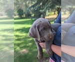 Small Photo #11 Labrador Retriever Puppy For Sale in ATHOL, ID, USA