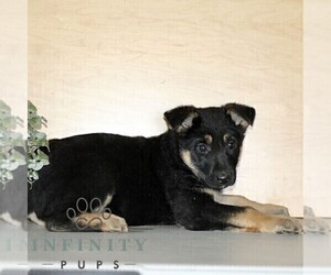 German Shepherd Dog Puppy for sale in KIRKWOOD, PA, USA