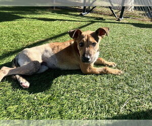 German Shepherd Dog-Unknown Mix Dogs for adoption in Downey, CA, USA