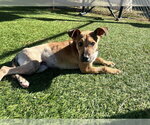 TESSA - Female German Shepherd Dog-Unknown Mix Dog for Adoption - Small photo