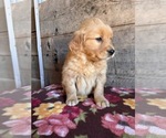 Small #7 Golden Retriever
