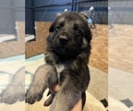 Puppy Winter German Shepherd Dog