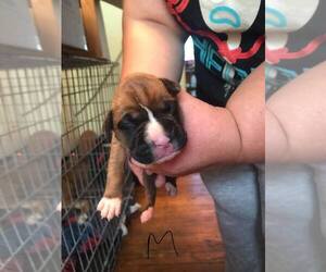 Boxer Puppy for sale in GRANT, MI, USA