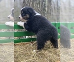 Small Photo #1 Australian Shepherd Puppy For Sale in ROYALSTON, MA, USA