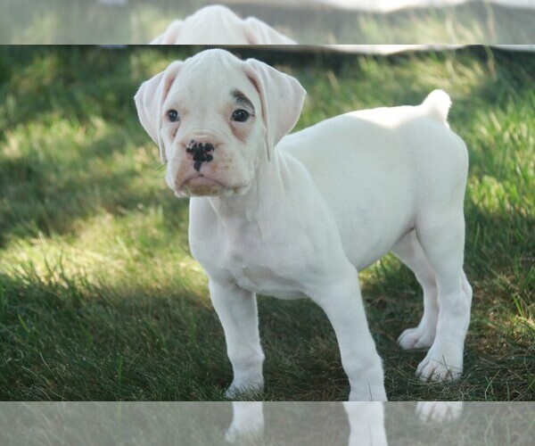 Medium Photo #2 Boxer Puppy For Sale in SHIPSHEWANA, IN, USA