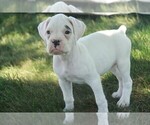 Small #1 Boxer