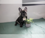 Puppy Joe French Bulldog
