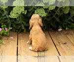 Small #36 Cocker Spaniel