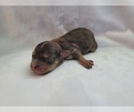 Puppy Puppy 2 Chiranian-Chiweenie Mix