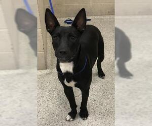 Labrador Retriever-Unknown Mix Dogs for adoption in Conroe, TX, USA