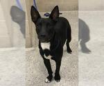 Small Labrador Retriever Mix