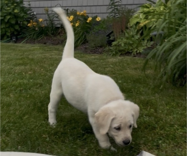 Medium Photo #3 English Cream Golden Retriever-Golden Labrador Mix Puppy For Sale in NEW BEDFORD, MA, USA