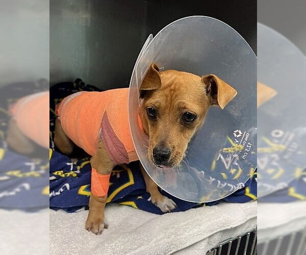 Medium Photo #1 Chihuahua-Unknown Mix Puppy For Sale in Pasadena, CA, USA