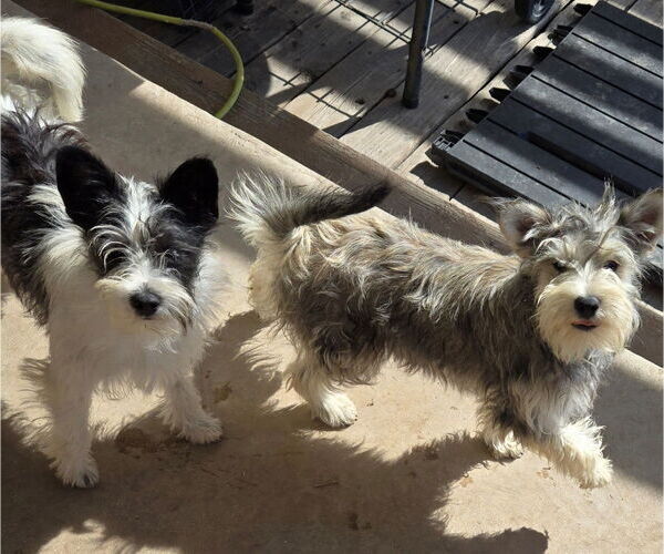 Medium Photo #2 Mutt Puppy For Sale in San Antonio, TX, USA