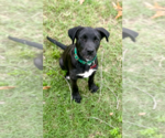 Small #2 Labrador Retriever Mix