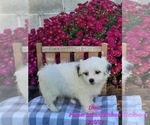 Puppy 1 Bichon-A-Ranian