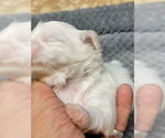 Small #4 Shih Tzu