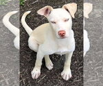 Small #2 Siberian Husky Mix