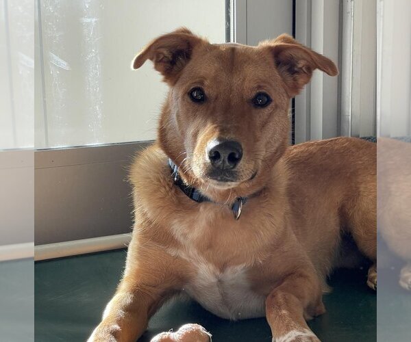 Medium Photo #18 Red Heeler-Unknown Mix Puppy For Sale in Kanab, UT, USA