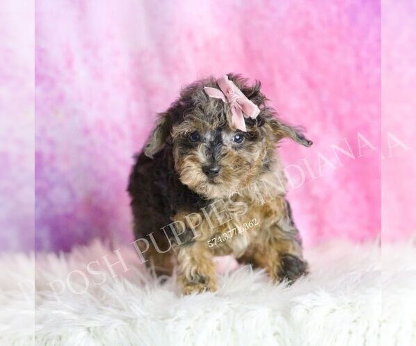 Medium Photo #5 Poodle (Toy) Puppy For Sale in WARSAW, IN, USA