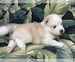Small Photo #15 Pomsky Puppy For Sale in WINDERMERE, FL, USA