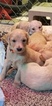 Small Photo #5 Goldendoodle Puppy For Sale in CITRUS HEIGHTS, CA, USA