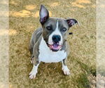 Small #2 American Staffordshire Terrier Mix
