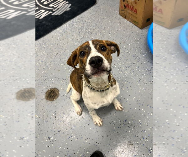 Medium Photo #4 Saint Bernard-Unknown Mix Puppy For Sale in Pierceton , IN, USA