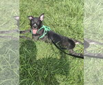 Small #5 American Staffordshire Terrier Mix