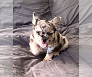 Medium French Bulldog