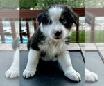 Puppy MICKEY Miniature Australian Shepherd
